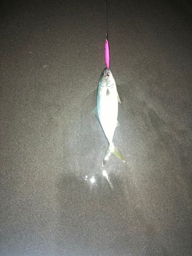 ショゴの釣果