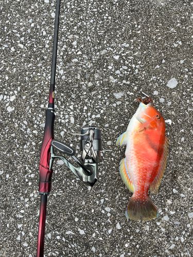 イラの釣果