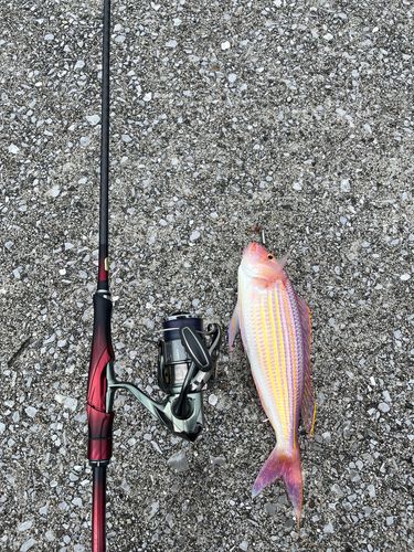 イトヨリダイの釣果
