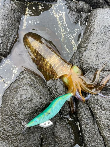 アオリイカの釣果