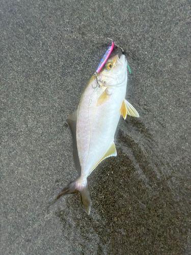 ショゴの釣果