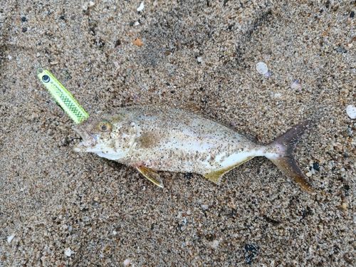 ショゴの釣果