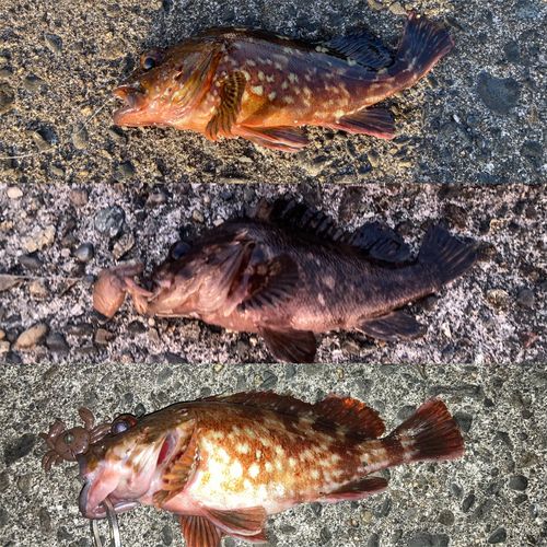 キジハタの釣果