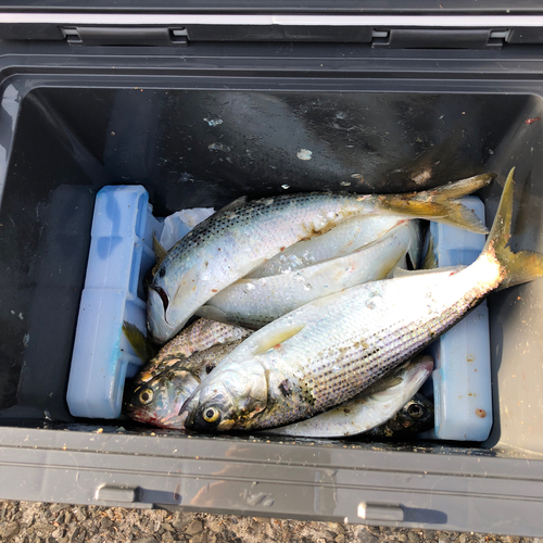 コノシロの釣果