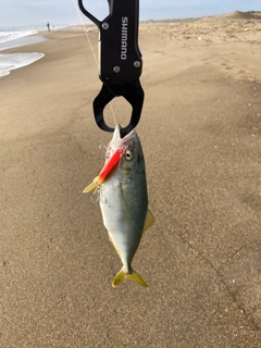 ワカシの釣果