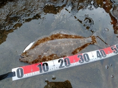 ヒラメの釣果