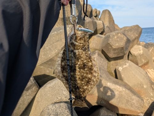 ヒラメの釣果