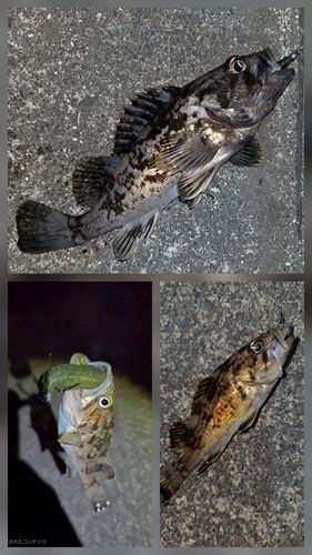 クロソイの釣果