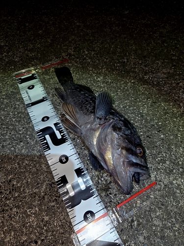 クロソイの釣果