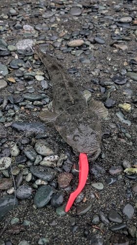 マゴチの釣果