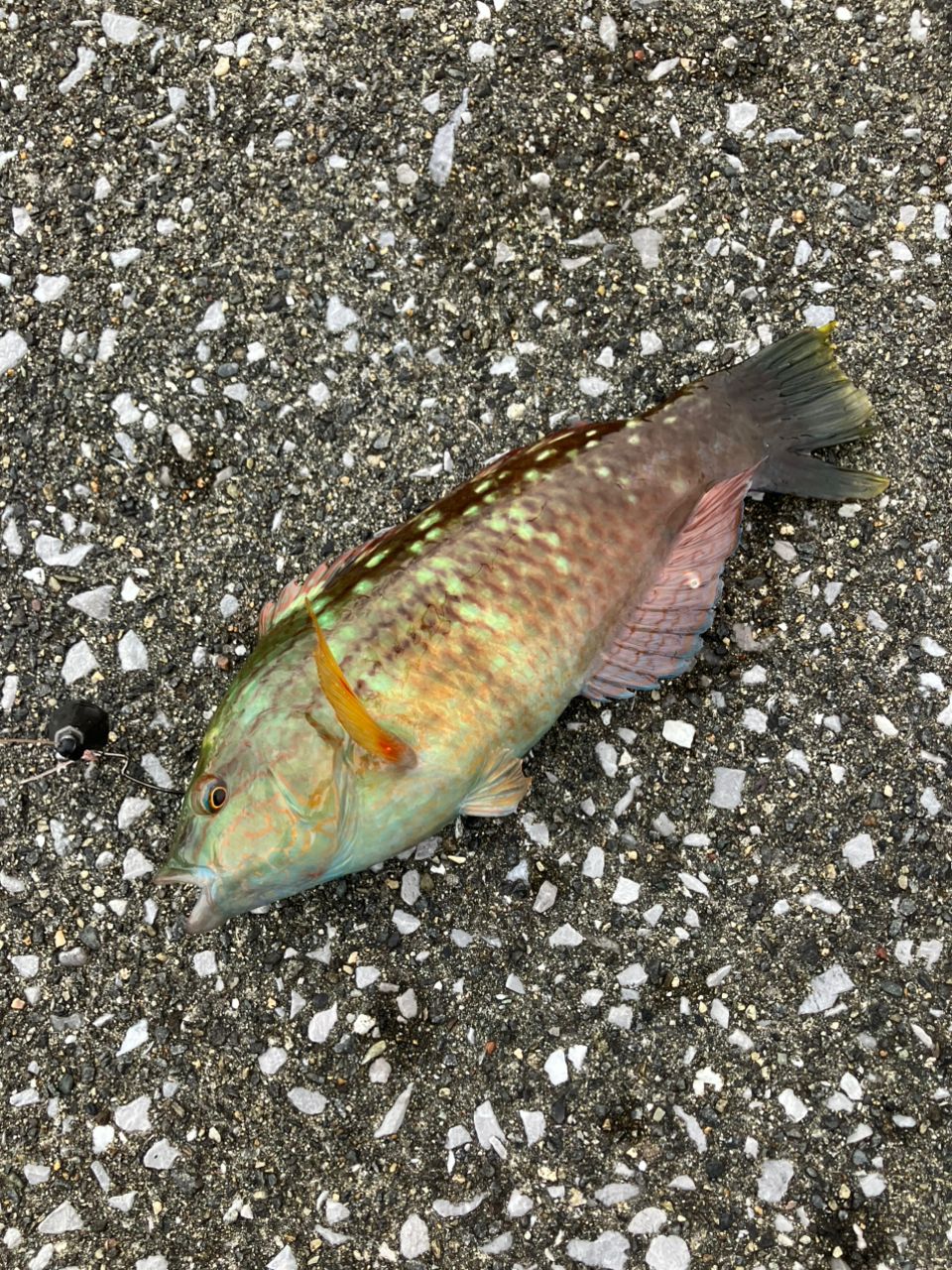 ホシササノハベラ・カサゴ・マダイの釣果写真