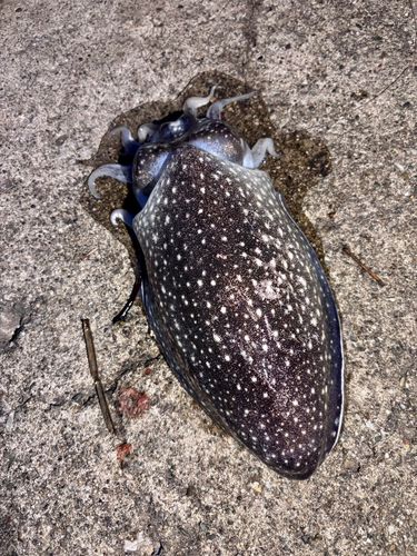シリヤケイカの釣果