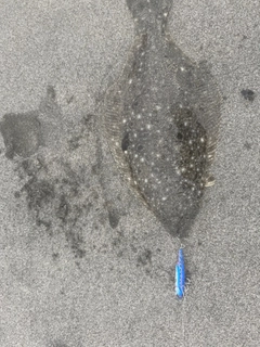 ソゲの釣果