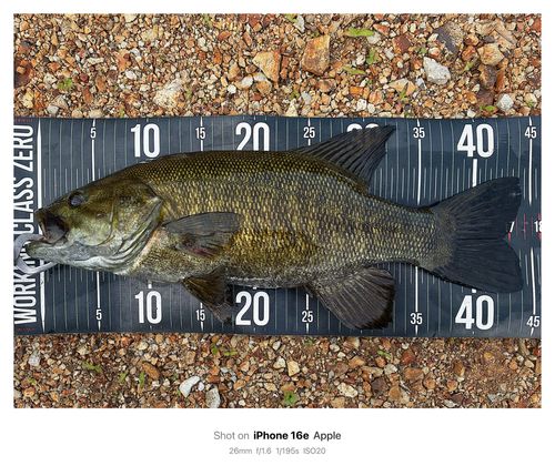 スモールマウスバスの釣果
