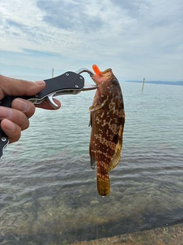 キジハタの釣果