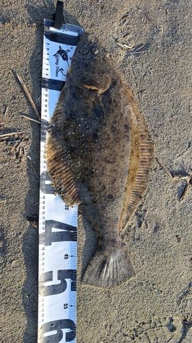 ヒラメの釣果