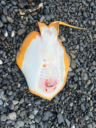 アカエイの釣果