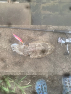 モンゴウイカの釣果