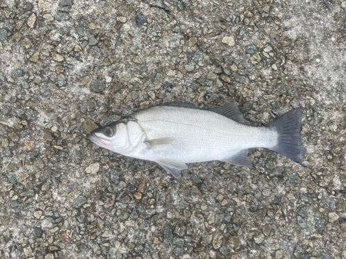 ヒラスズキの釣果