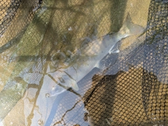 ヤマメの釣果