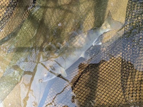 ヤマメの釣果