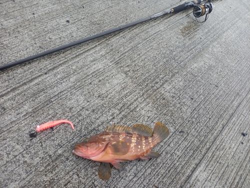 キジハタの釣果