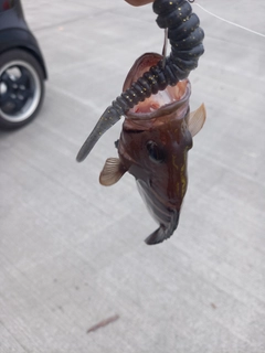 マハタの釣果