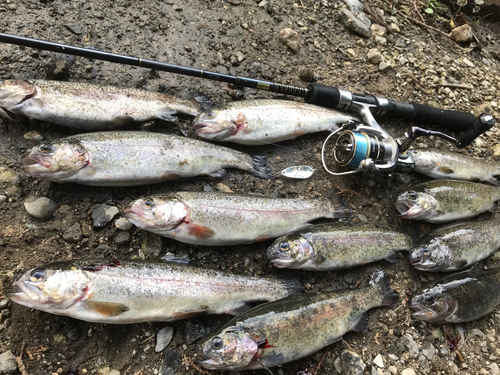 ニジマスの釣果