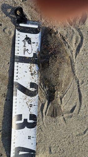 ソゲの釣果