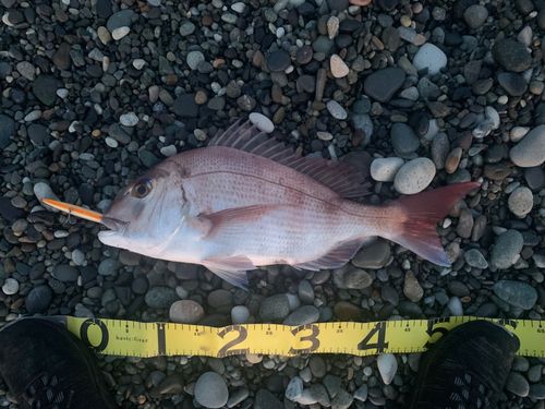 タイの釣果