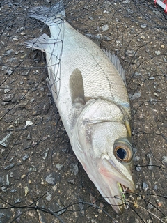 フッコ（ヒラスズキ）の釣果