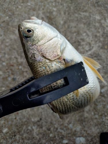 メッキの釣果
