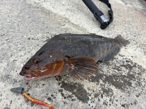 釣果