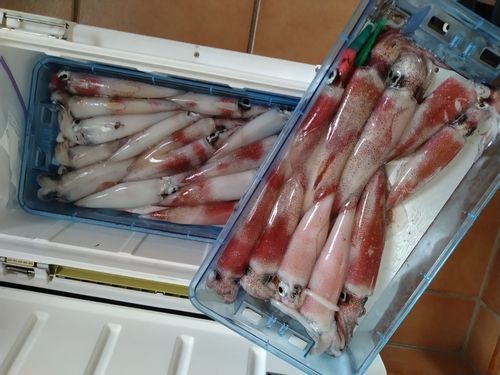 アカイカの釣果