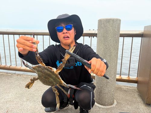 ワタリガニの釣果