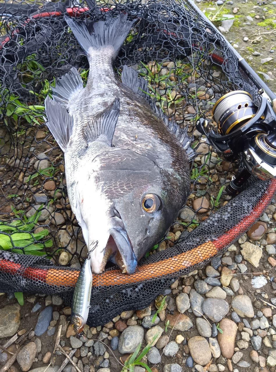 SHIMANO 19ブレニアス S78Lの最安値・インプレ・釣果 | 本音の口コミが