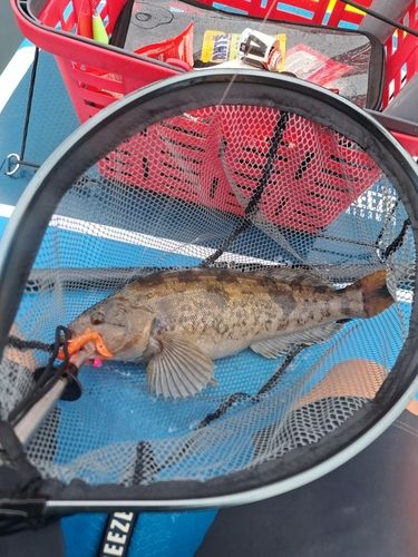 アイナメの釣果