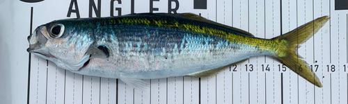 タカベの釣果
