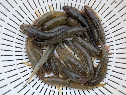 マハゼの釣果