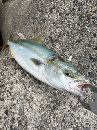 ヤズの釣果
