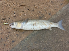 ボラの釣果