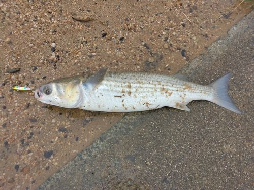 ボラの釣果