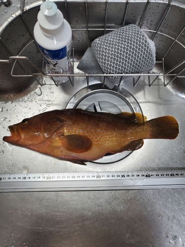 キジハタの釣果