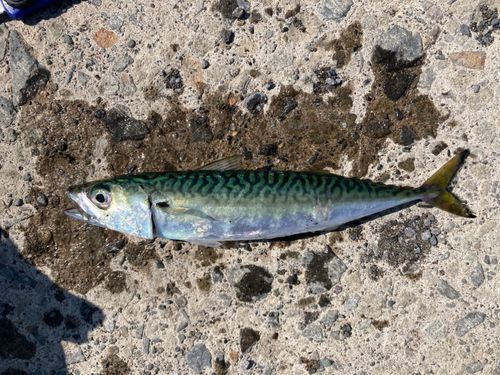 マサバの釣果