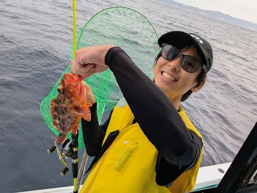 ウッカリカサゴの釣果