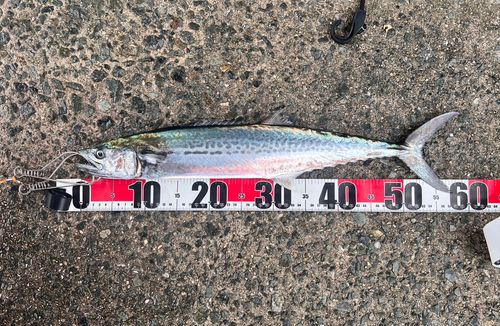 サゴシの釣果