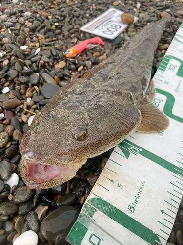 マゴチの釣果