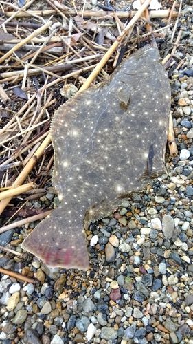 ヒラメの釣果