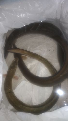 ウナギの釣果