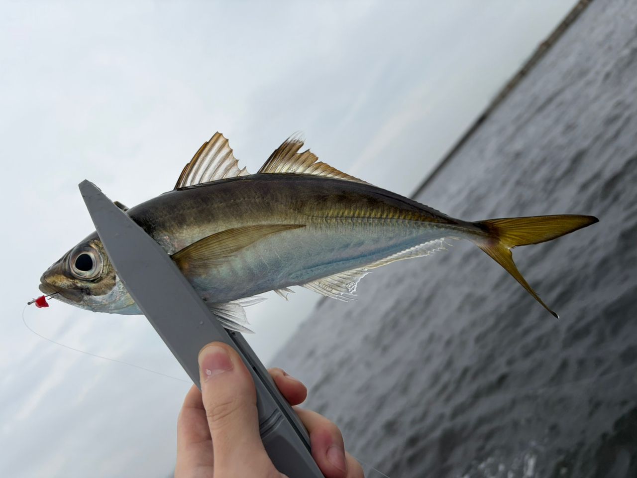 DAIWA 18ブラスト BJ TW 150SHの最安値・インプレ・釣果 | 本音の